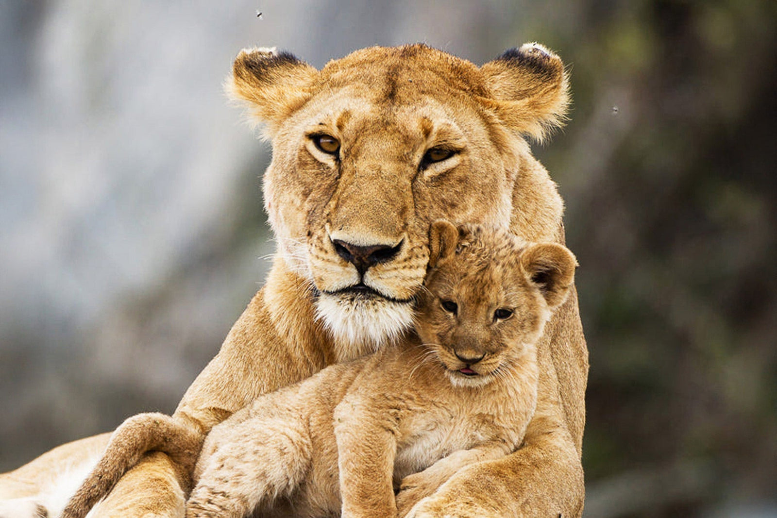 Making Changes for Animal Welfare