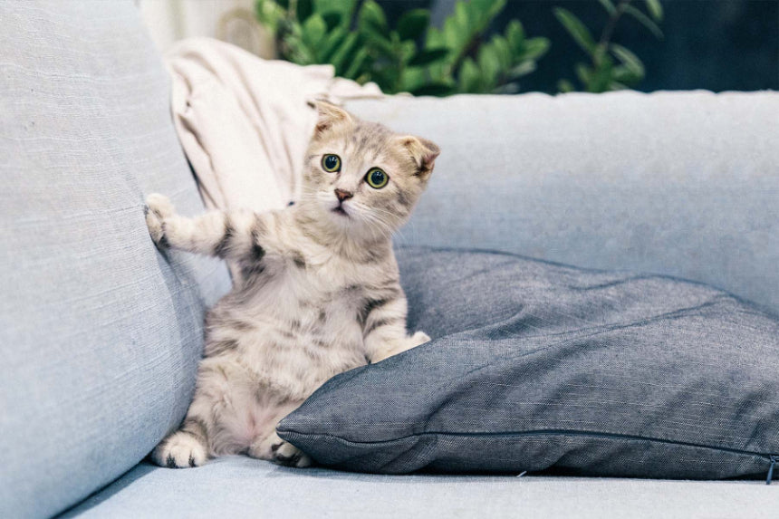kitten sitting on couch and pillow