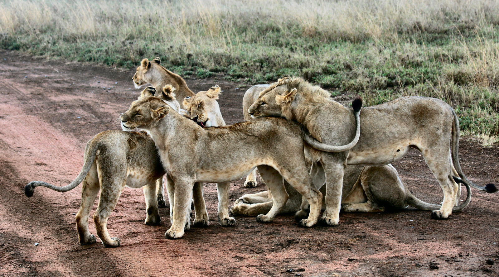 lions all standing together and rubbing against each other