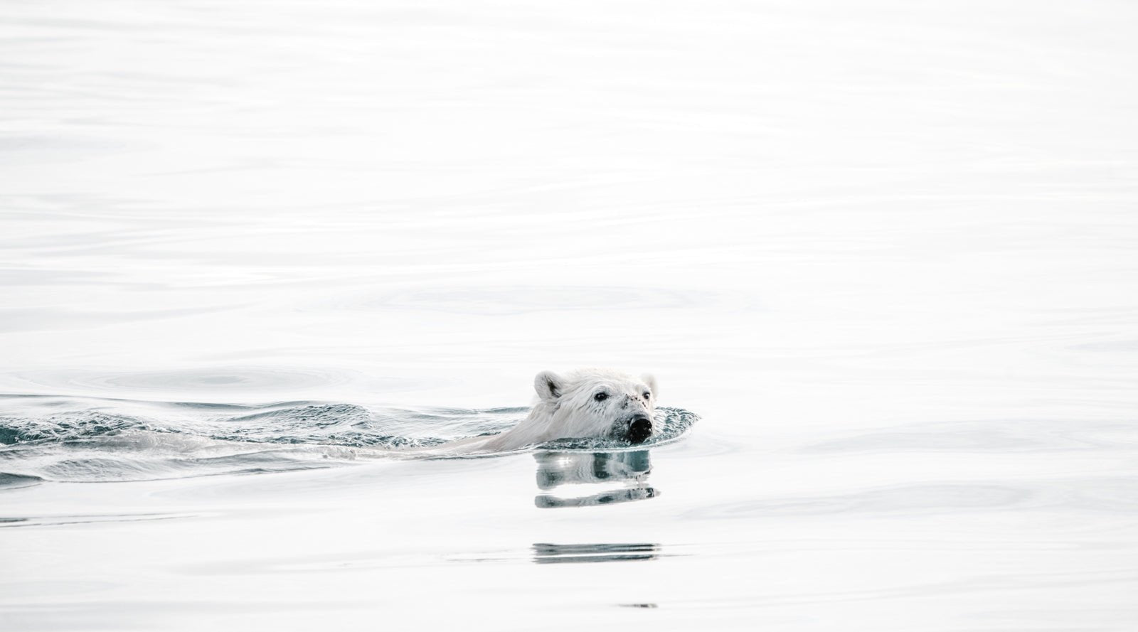 polar bear head poking out of water