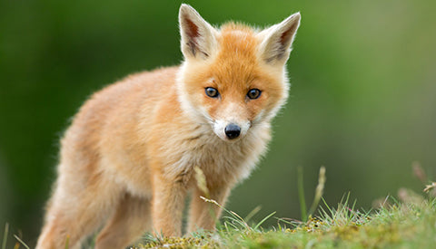 little baby fox standing in grass