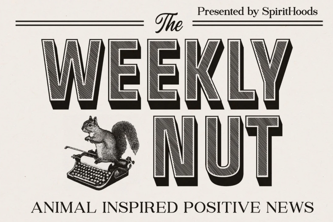 A graphic of The Weekly Nut with a squirrel typing on a typewriter. 