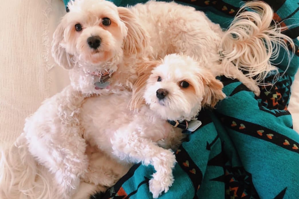 two freshly groomed dogs lying on each other on faux fur throw