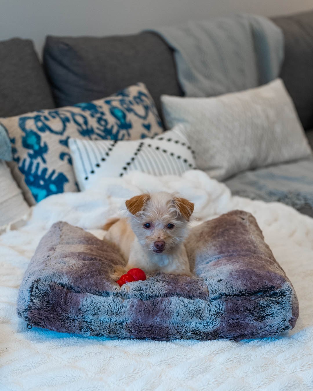 Dog Laying on Grey Wolf Ultra Soft Pet Bed