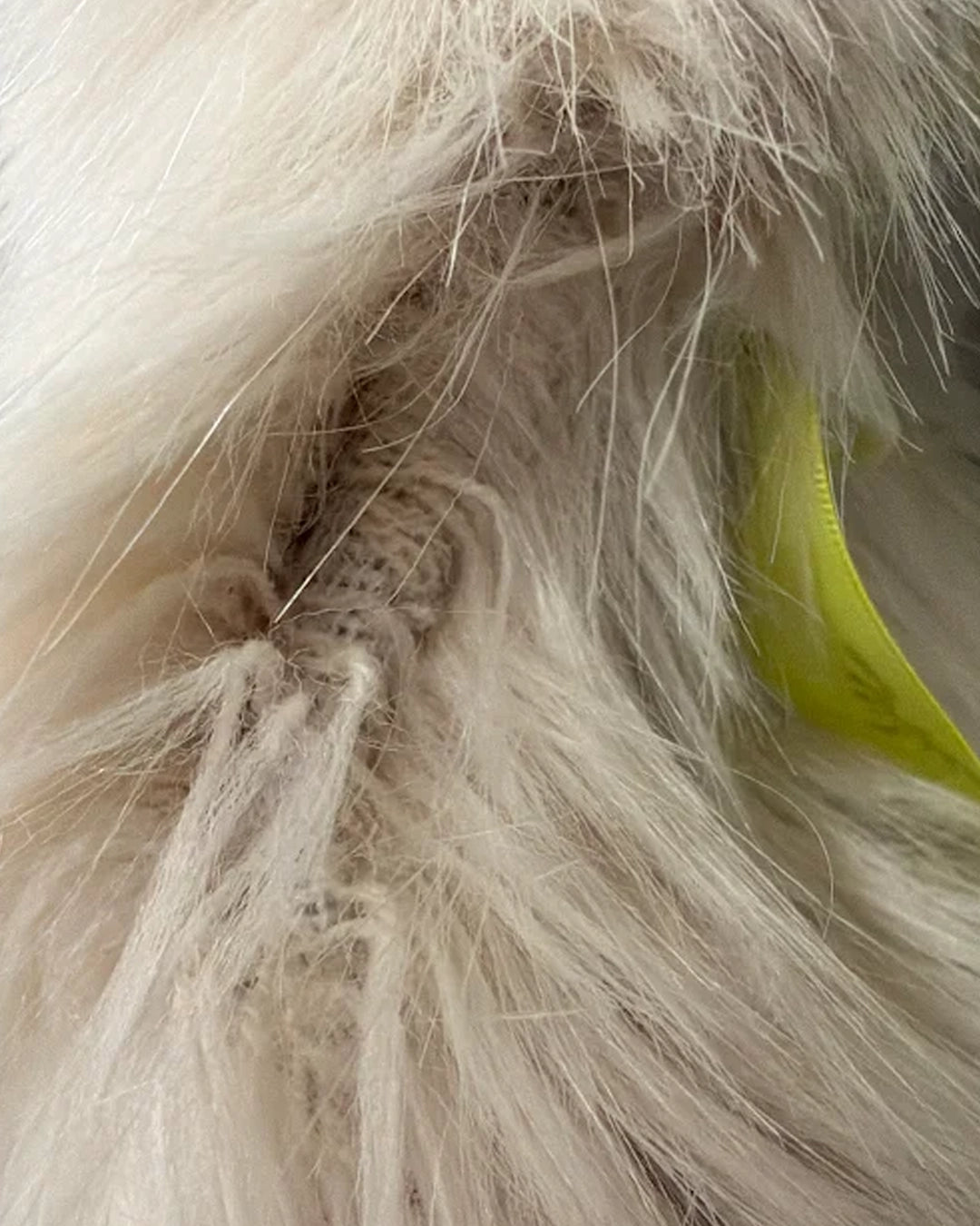 *Almost Purfect* Classic Women's Faux Fur Coat | Ivory Wolf