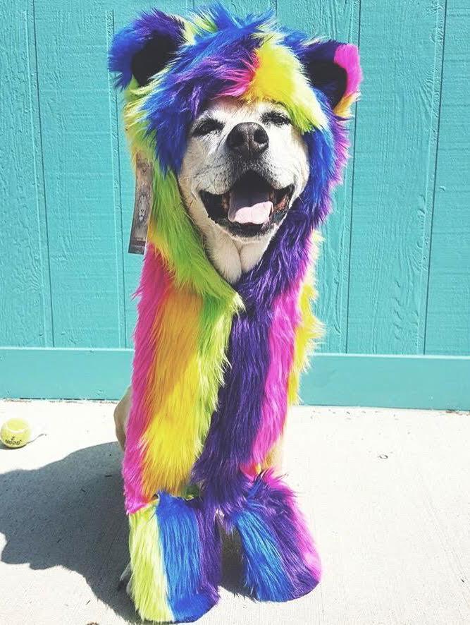 Adorable Dog Wearing Magic Bear SpiritHood 
