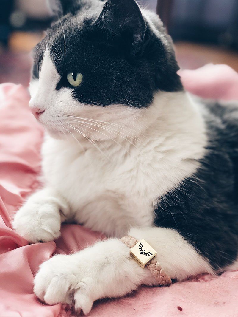 Gold Phoenix Bracelet on Cat