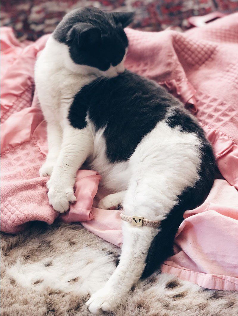 Cat Wearing Gold Phoenix Bracelet