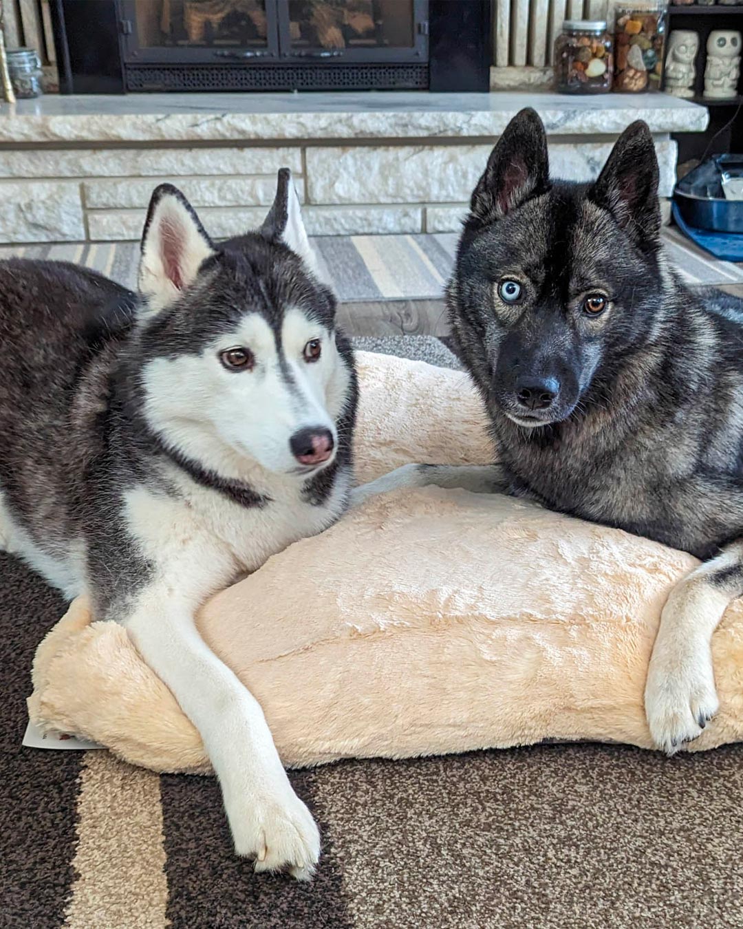 Gone To The Snow Dogs Special Edition Ultra Soft Pet Bed | Two Sizes